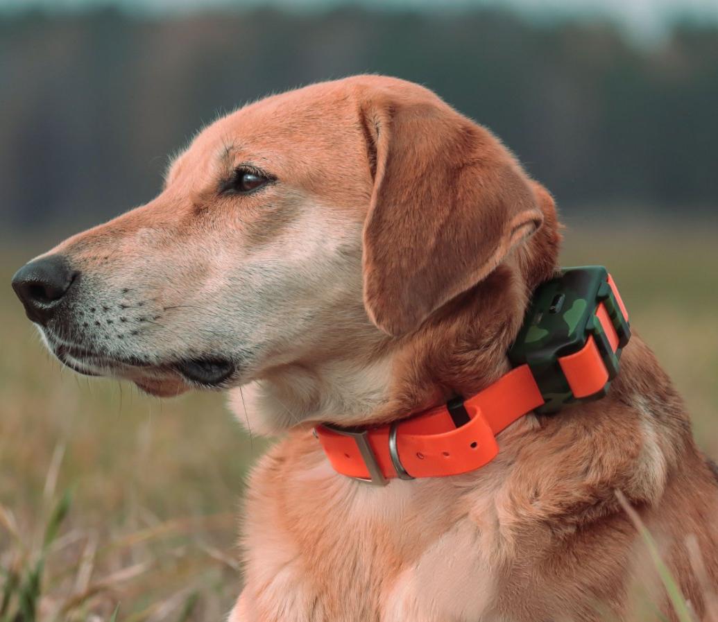 Outdoor Hunting Dog Collar - Localisateur étanche IP68 pour chien de